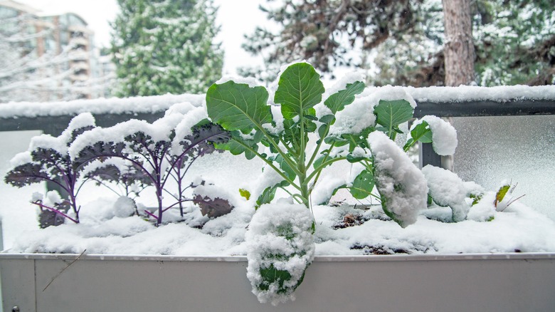 Swiss chard in snow