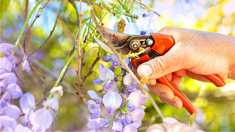 Person cutting wisterias with shears
