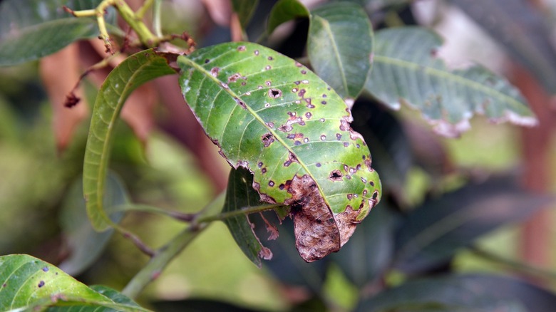 mango leaf with brown spots