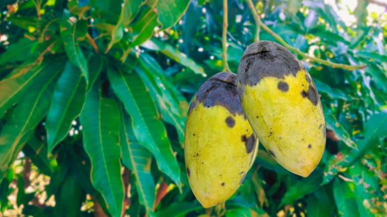 yellow mangos with black spots