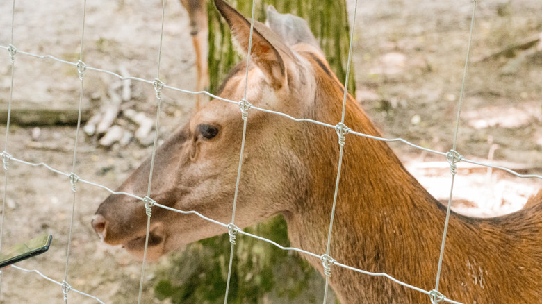 A deer behind a woven wire fence