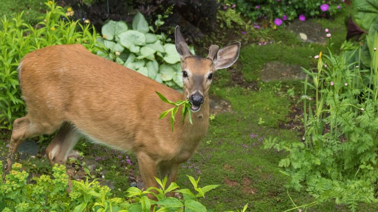 A deer eating leaves in a backyard