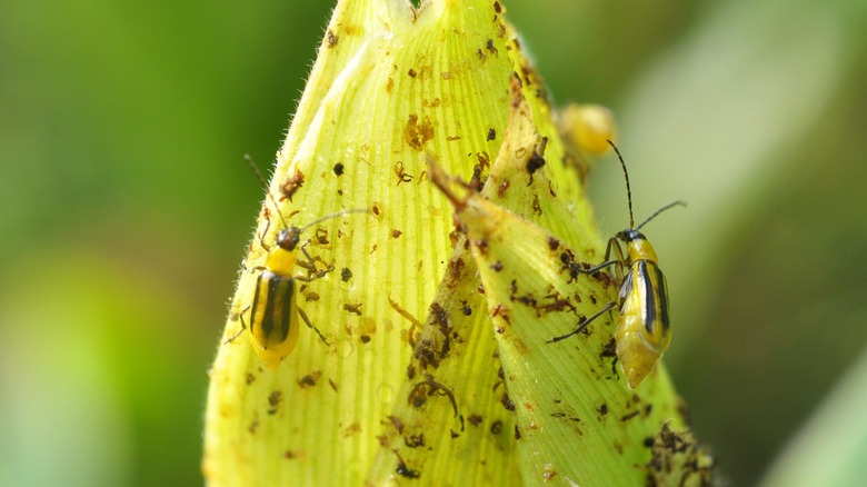 cucumber beetles on corn husk