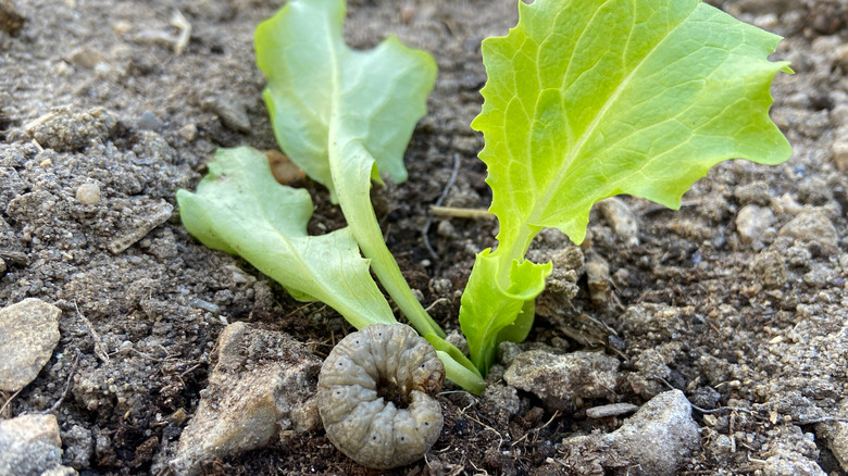 cutworm by plant base