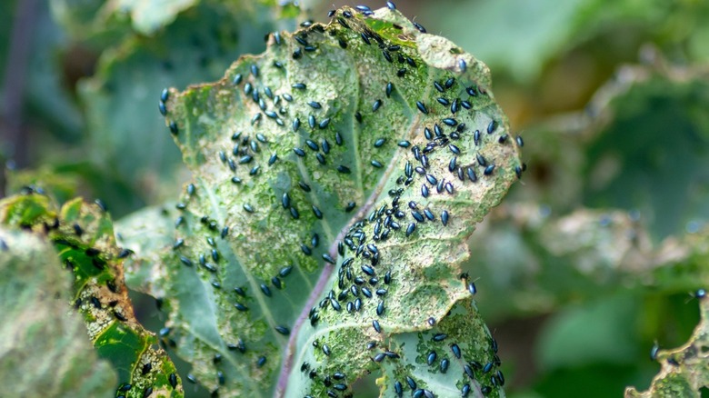 flea beetles on leaf