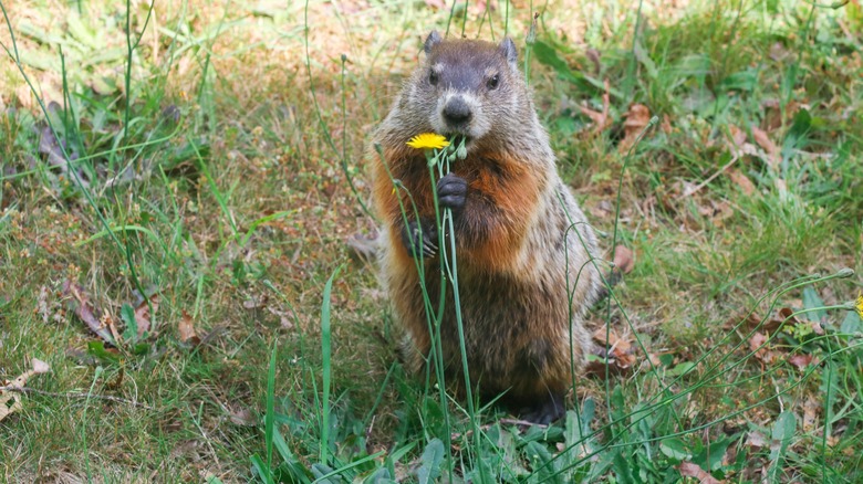 groundhog eating flower