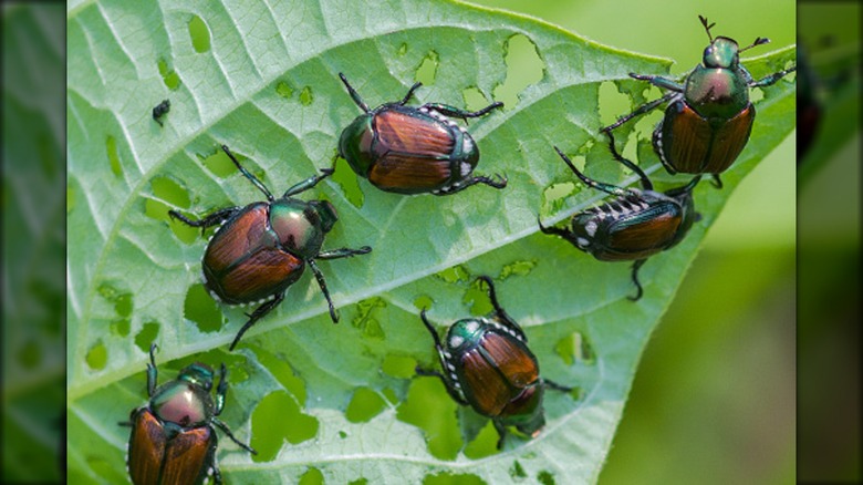 Japanese beetles eating leaf