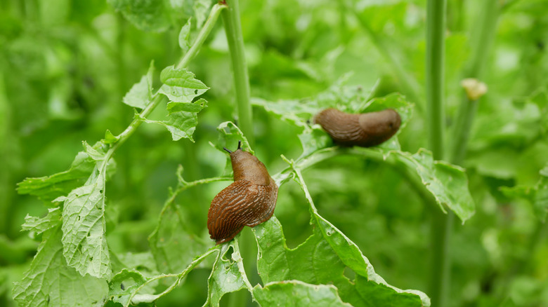 slugs eating plant