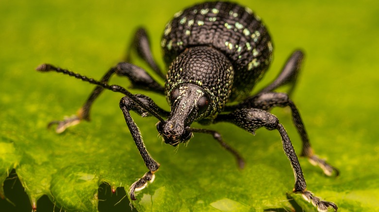black vine beetle on leaf