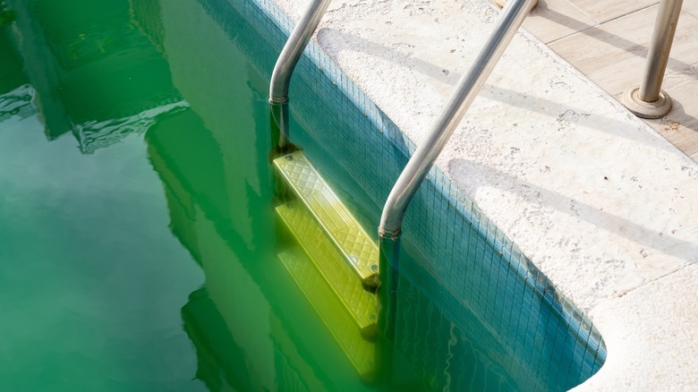 Close-up of green pool water