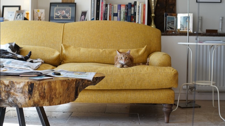 Mustard yellow sofa with cats