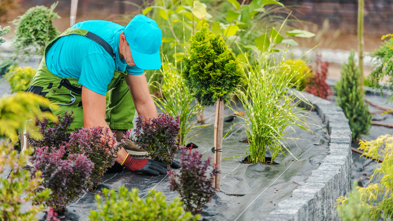 man installing landscaping