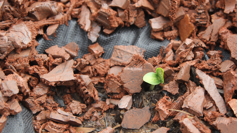 sprout growing through rubber mulch