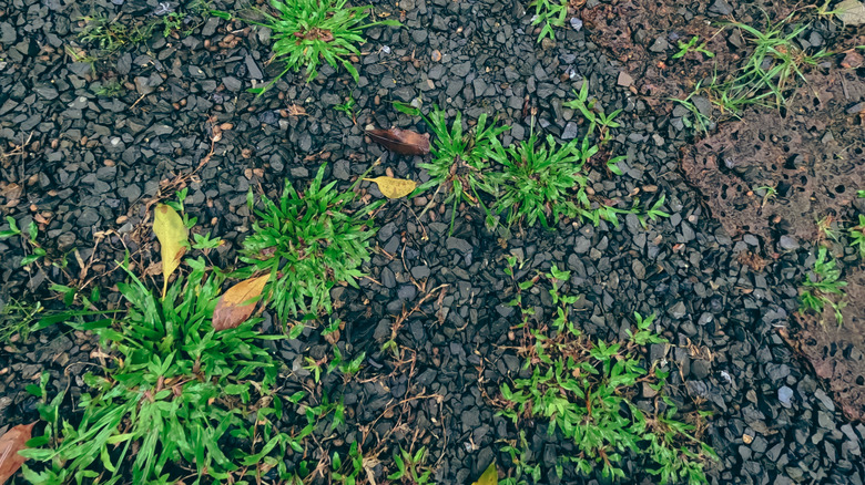 Weeds growing in landscape gravel