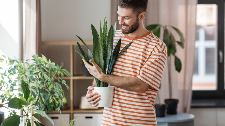 Person holding houseplant