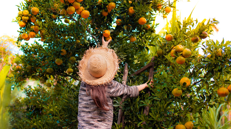 Woman wearing a straw hat picking oranges off a tree