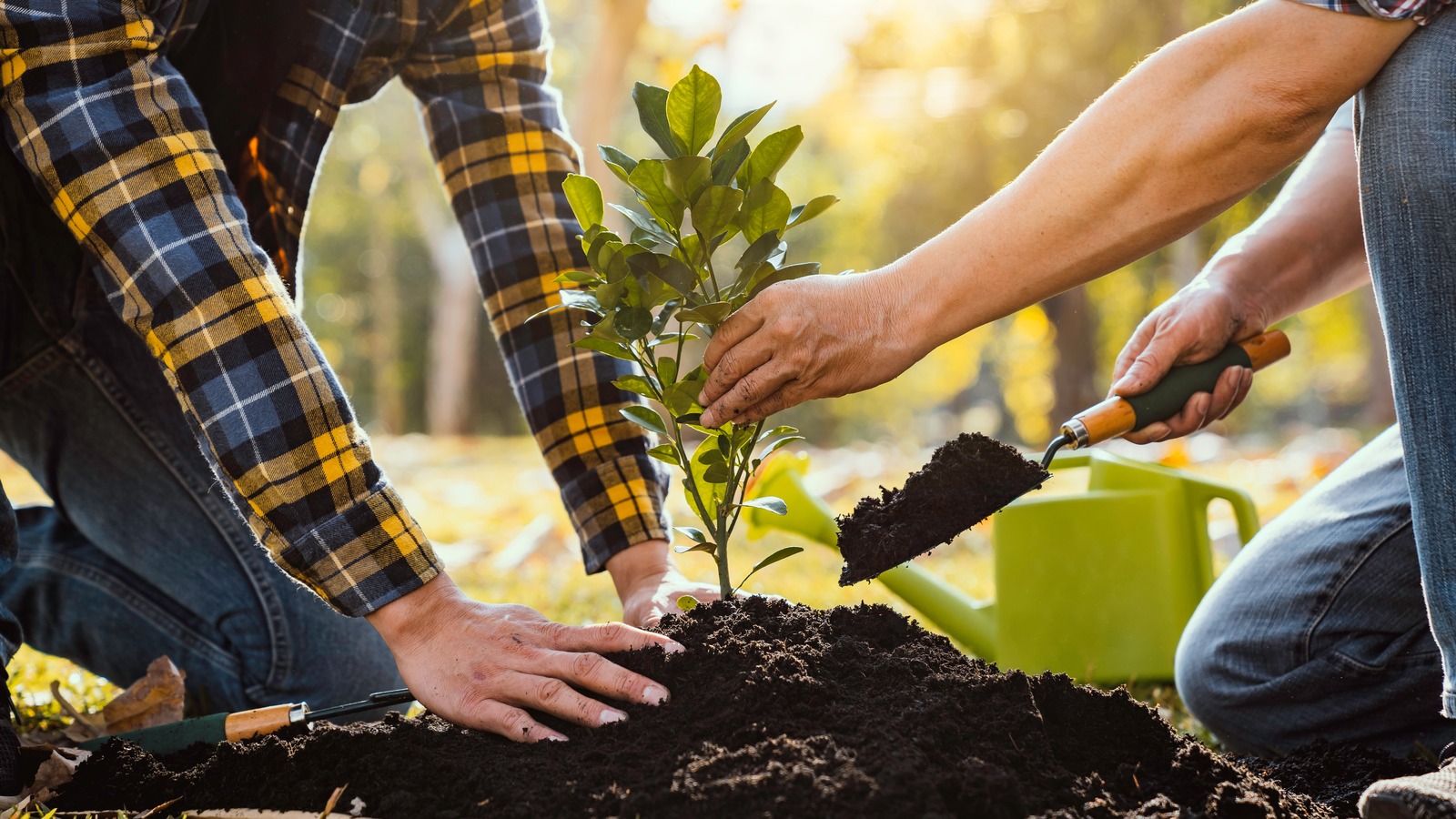 The Worst Time Of Year To Plant Trees