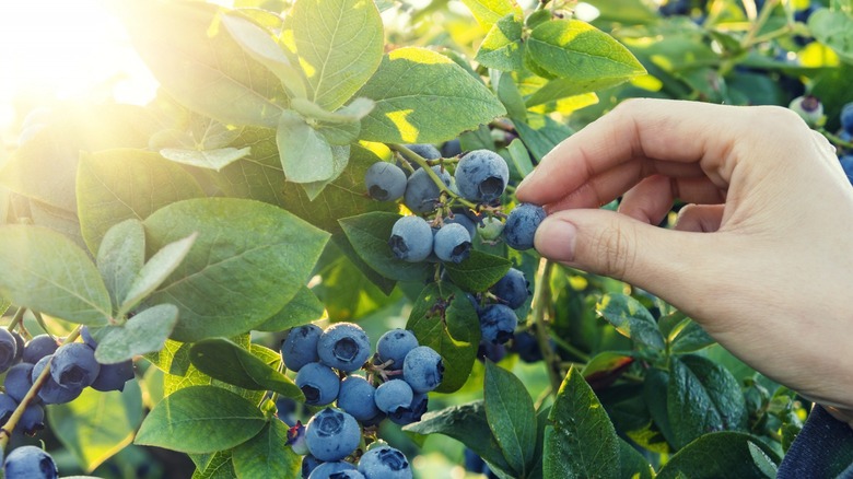 Hand picking blueberries 