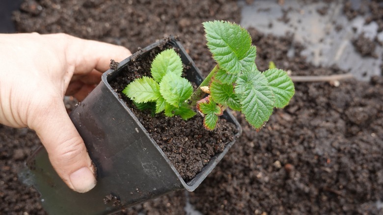 Replanting blueberry bush seedling 