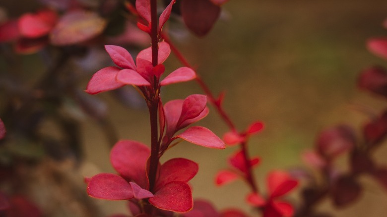 Blueberry bushes in the fall 