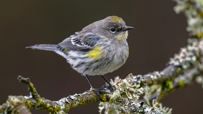 bird perched on branch