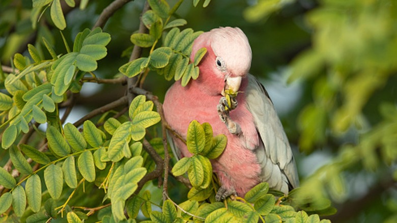 Bird eating tipu fruit seed