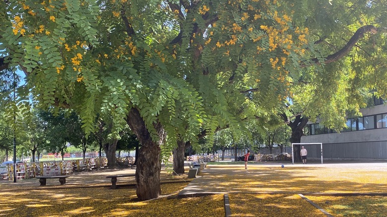 Tipuana tipu tree in park