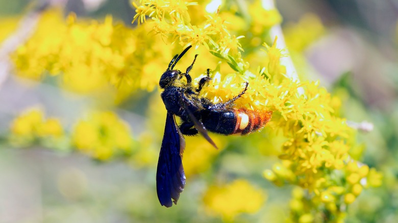 blue-winged wasp on goldenrod