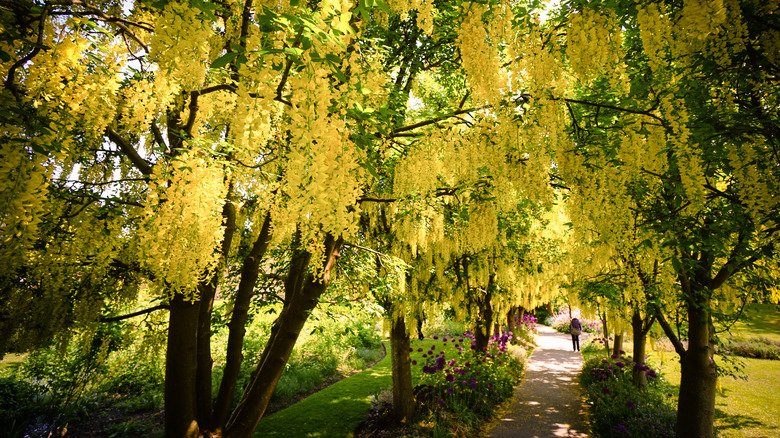 yellow golden chain tree