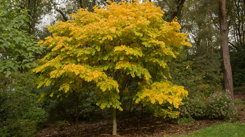 yellowwood tree during autumn