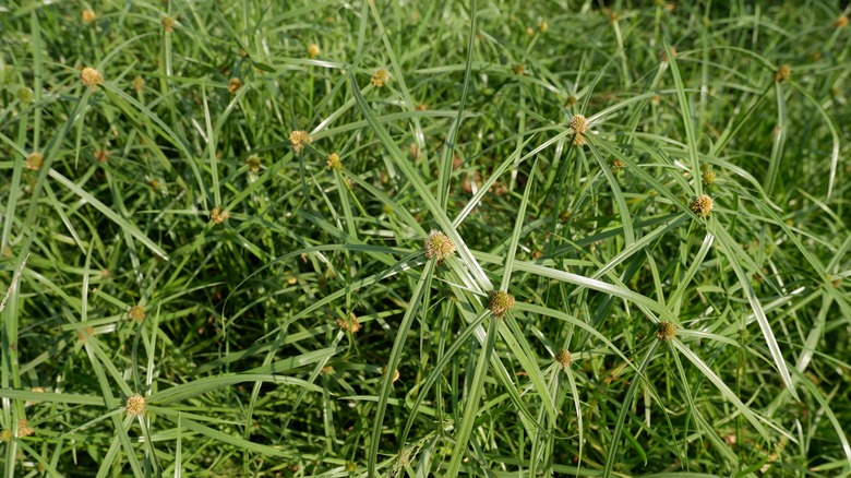 close-up of kyllinga weed