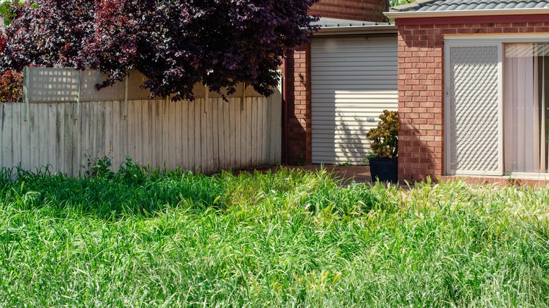 yard with weeds and unkempt grass