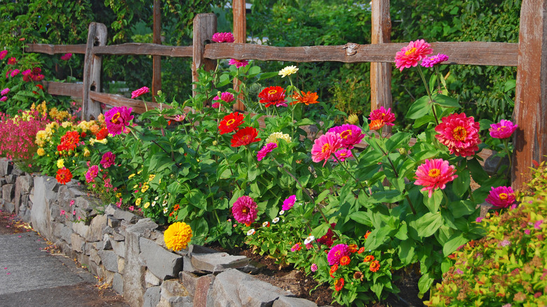 Large mixed zinnia garden