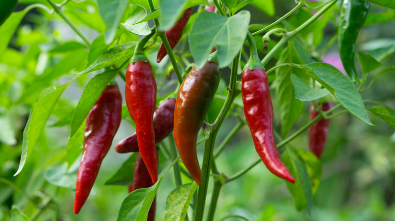 chili peppers growing on plant