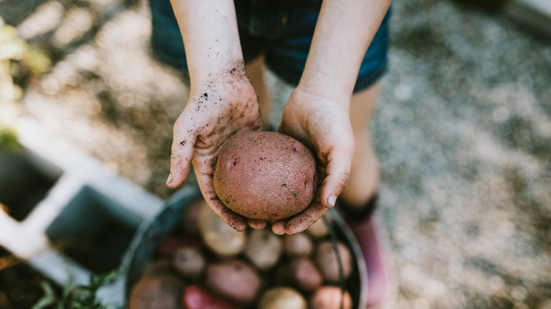 person holding potato over basket