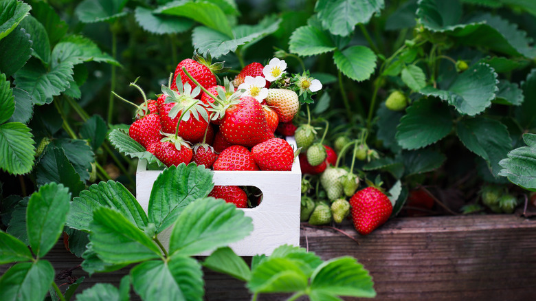strawberries in garden in basket