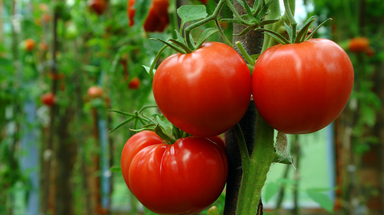 large red tomatoes in garden