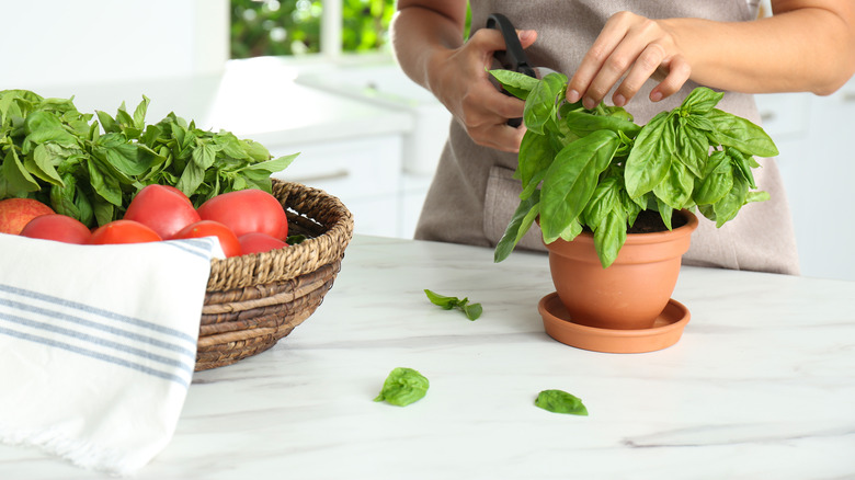 person cutting basil from plant