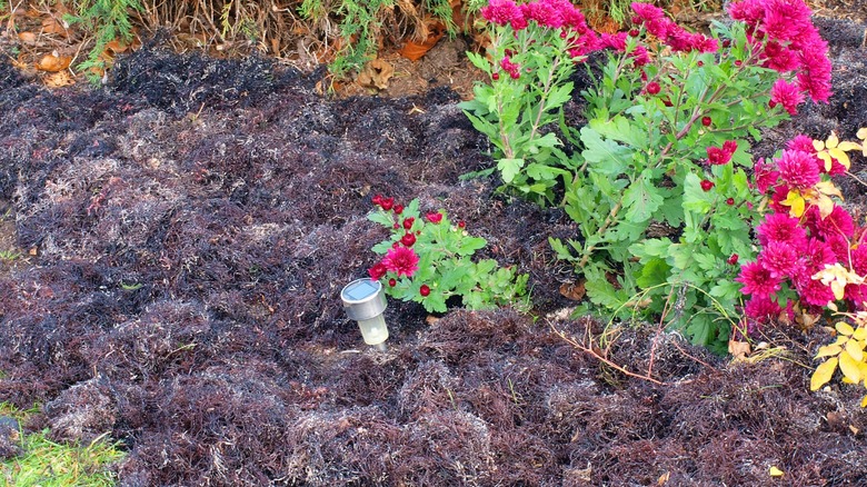 Seaweed fertilizer in garden bed