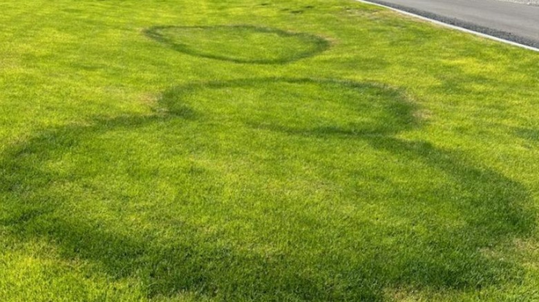 Large dark green rings on lawn
