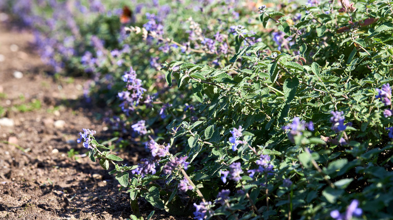 flowering purple bugleweed