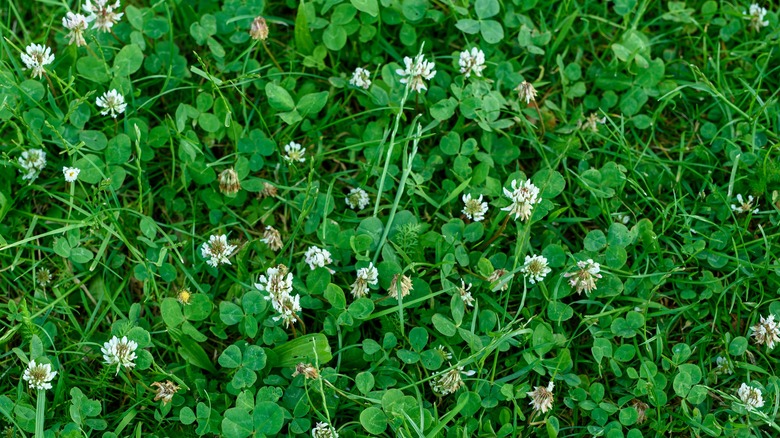 clover lawn