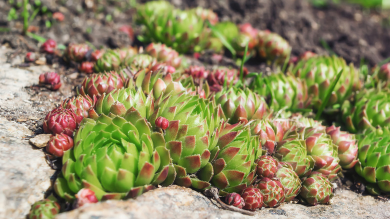 hens and chicks succulents on rocks