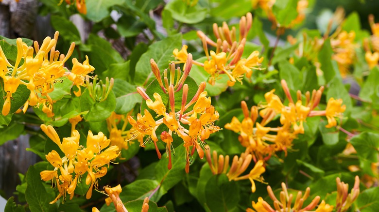 flowering orange honeysuckle