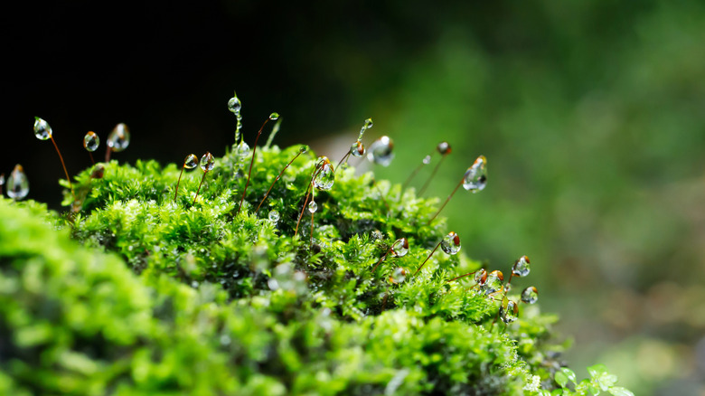 close up of dewy moss