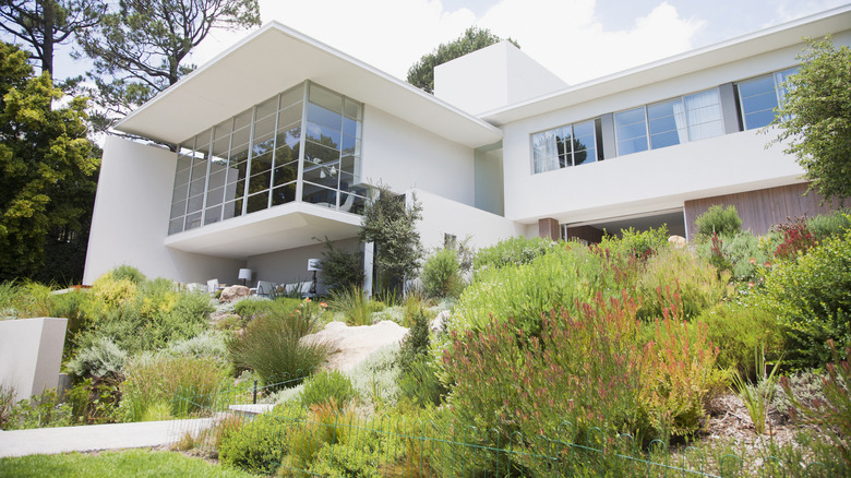 house with lawn full of plants