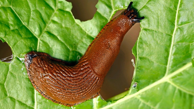 Closeup of slug eating lettuce leaf 