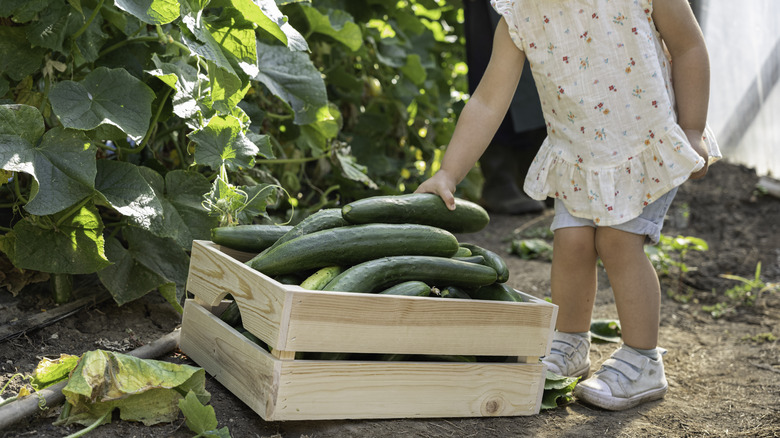 Child touching slicing cucumber