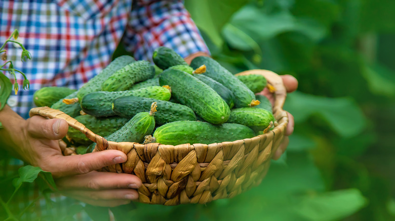 Man holding basket of cucumbers