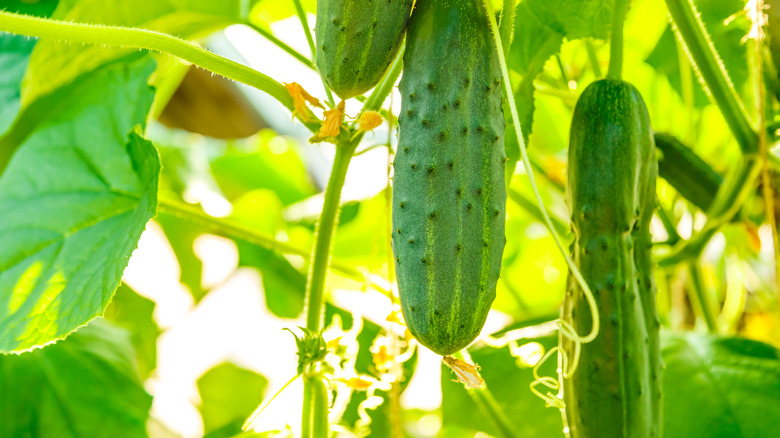 Pickles growing on plant